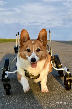 K9 Carts Schroeder running