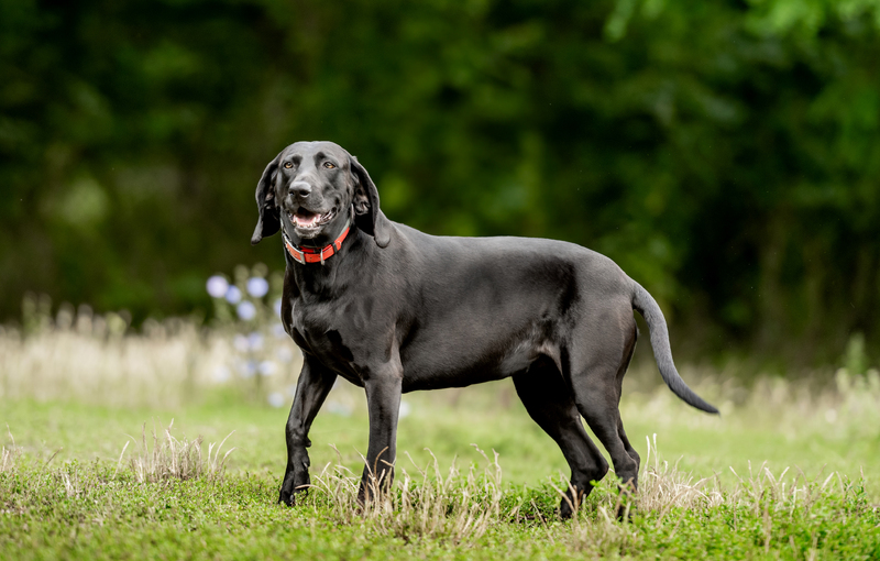 black-labrador-walking-at-nature-at-summer-2023-11-27-05-35-05-utc-2