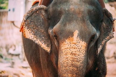 goa-india-close-view-of-elephant-cow-2022-01-28-05-11-42-utc (1)-1