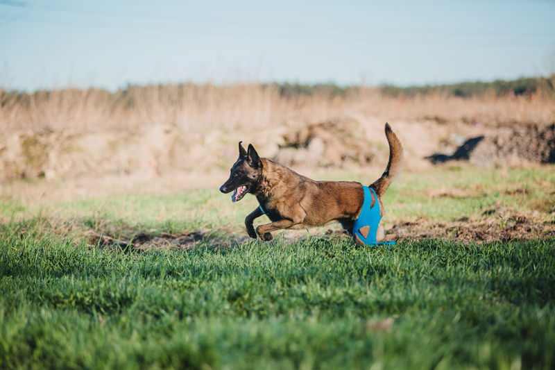 working-malinois-dog-belgian-shepherd-dog-police-2023-11-27-05-32-02-utc-1
