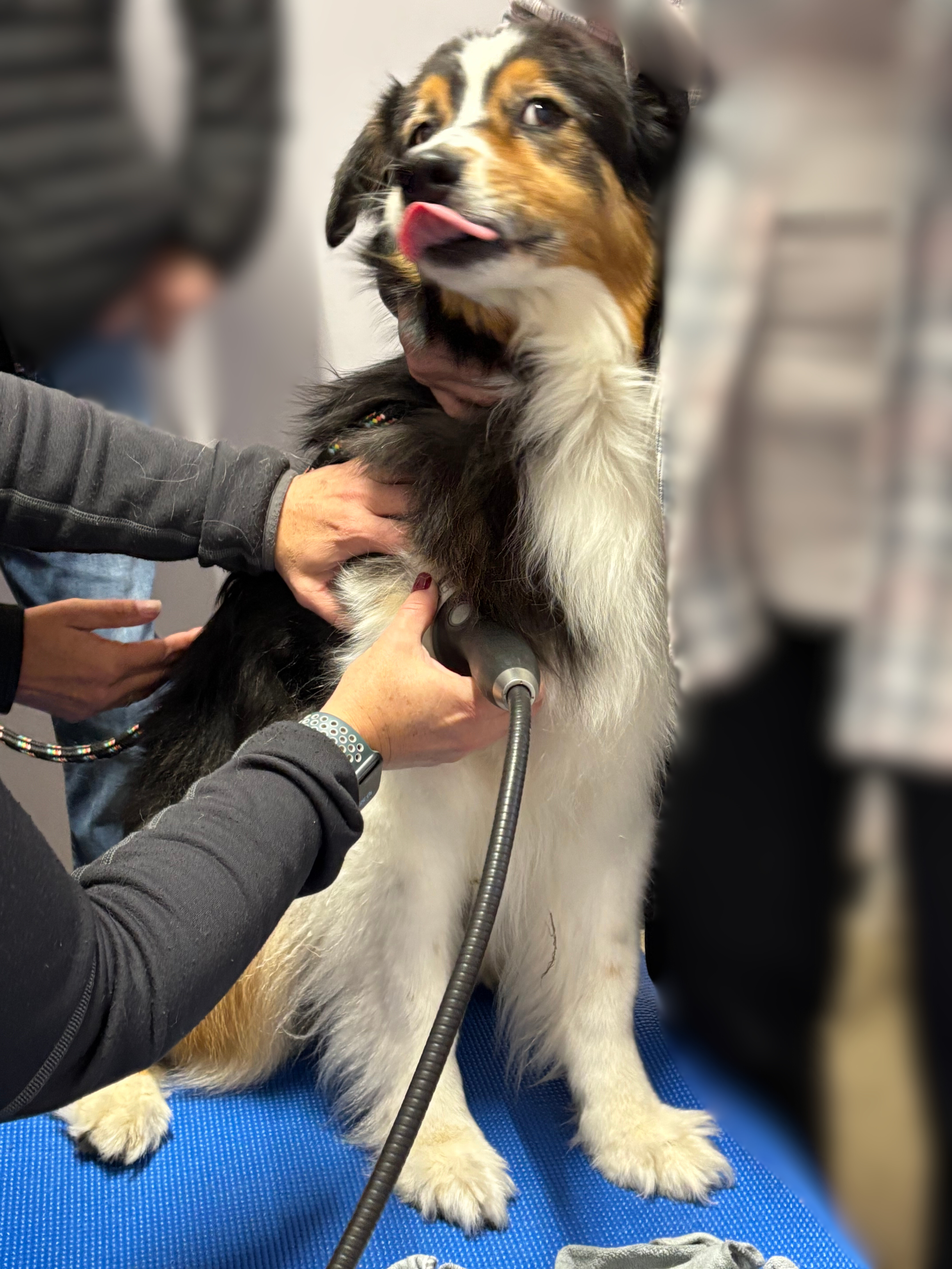 Collie Shoulder Treatment