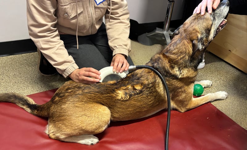 Malinois Back Treatment - Edited