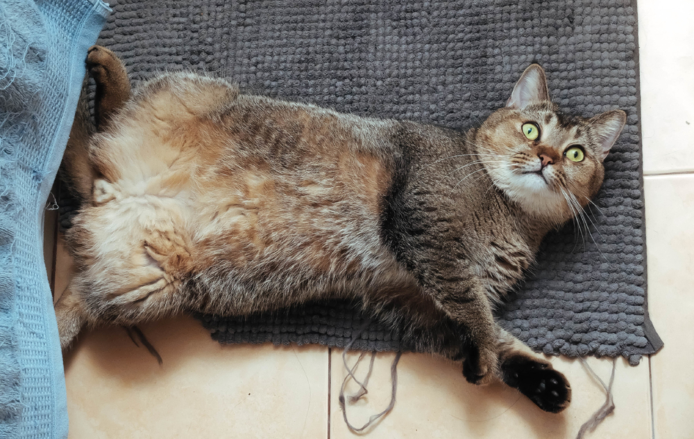 brown-cat-resting-on-gray-mat-indoors-1000 pixels