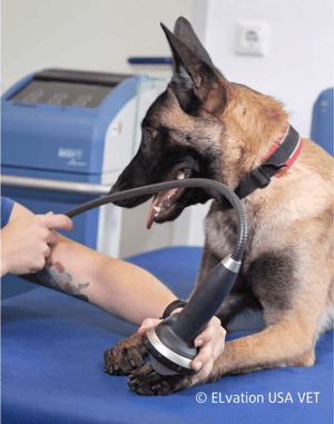 ELvation USA VET Dog paw p 43