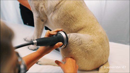 ELvation USA VET stifle&cranial cruciate