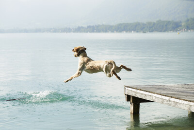 dog-jumping-off-pier-into-lac-d-annecy-annecy-fr-2025-04-04-11-30-48-utc-1