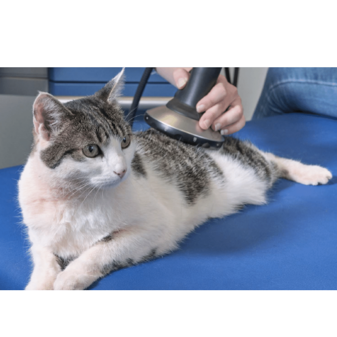 Feline shockwave 10801080