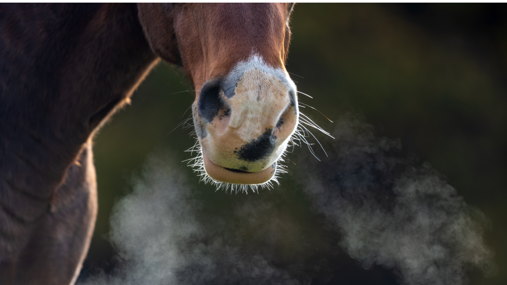 Equine asthma and shockwave hero banner-1