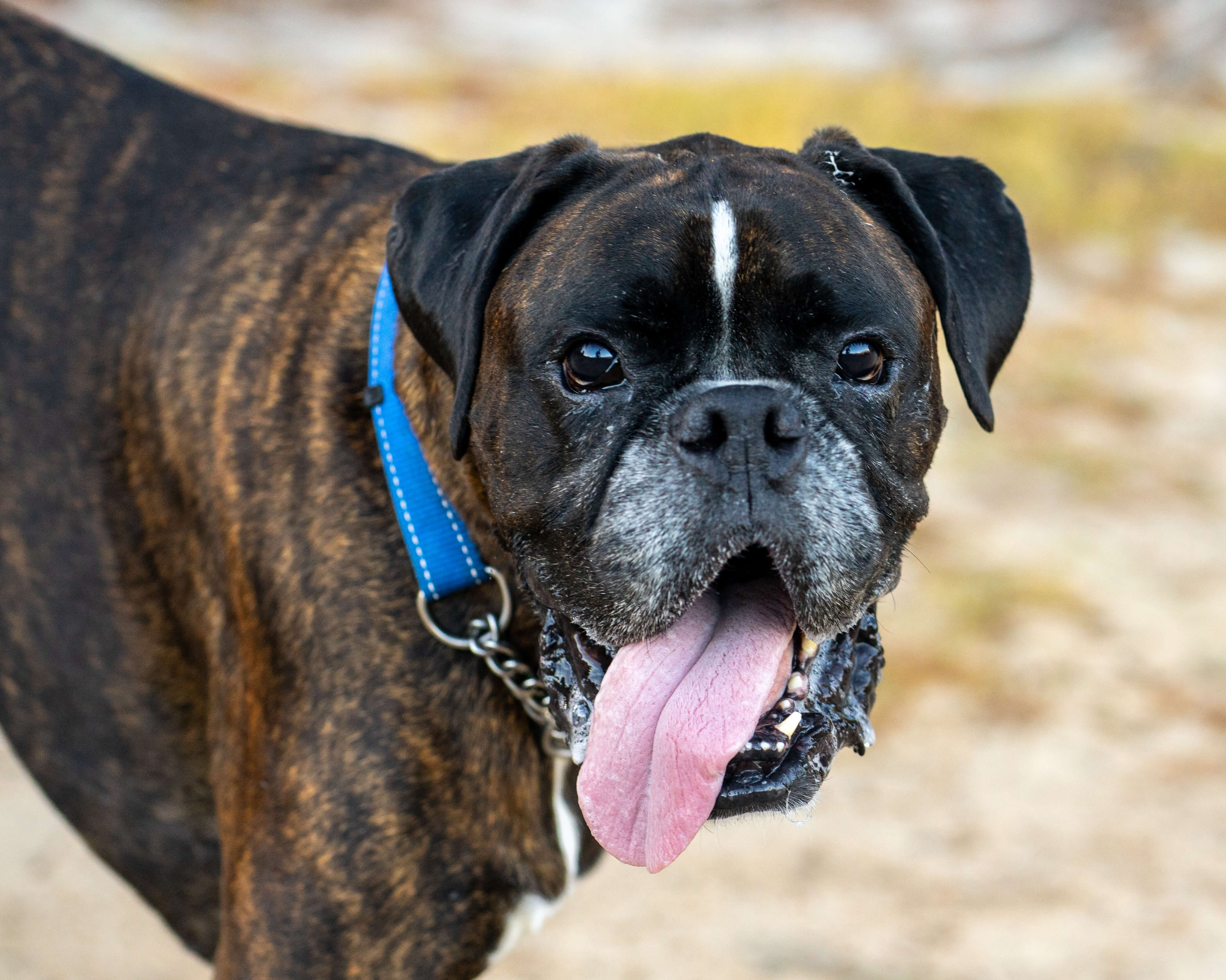 happy-dog-posing-with-tongue-out-2026-09-23-13-15-26-utc (1)