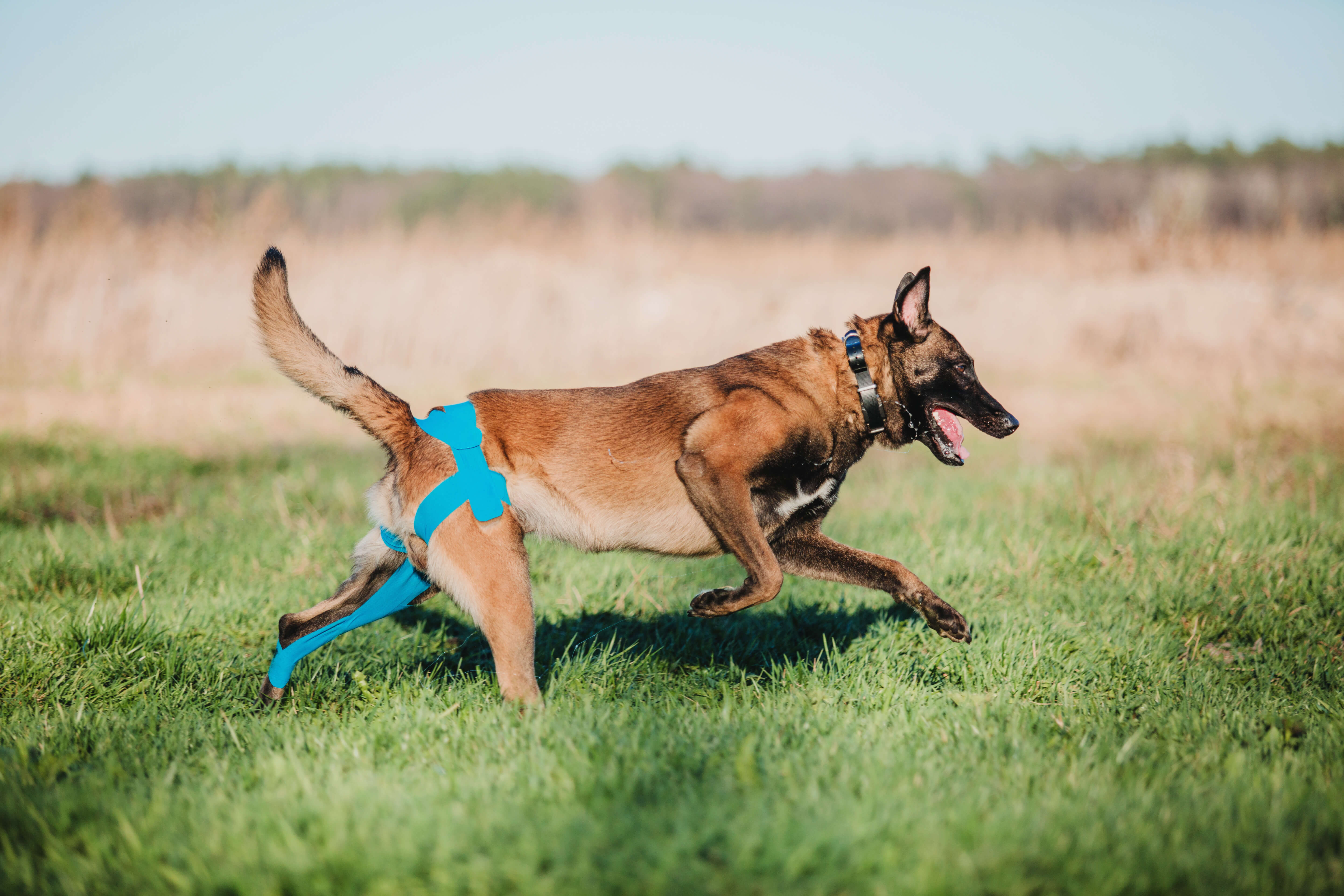 working-malinois-dog-belgian-shepherd-dog-police-2023-11-27-05-03-55-utc (1) (1)