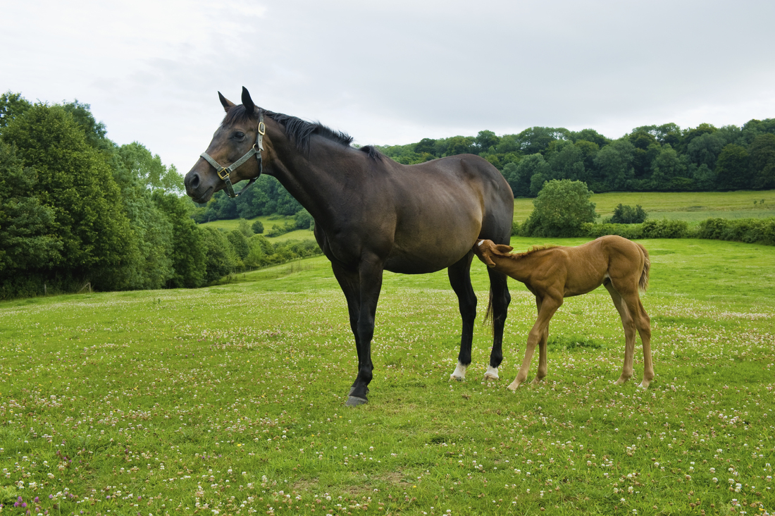 a-horse-and-foal-in-a-field-2026-03-25-02-30-05-utc-1