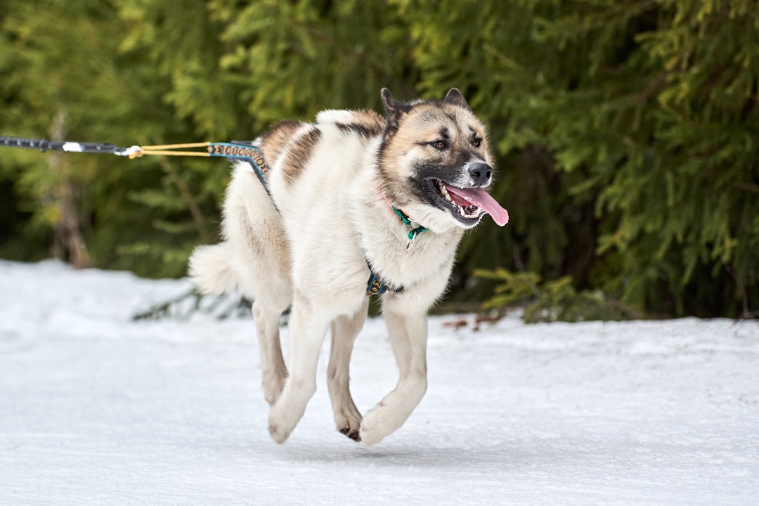 winter-sled-dog-racing-running-siberian-husky-dog-2025-03-15-12-27-14-utc-1