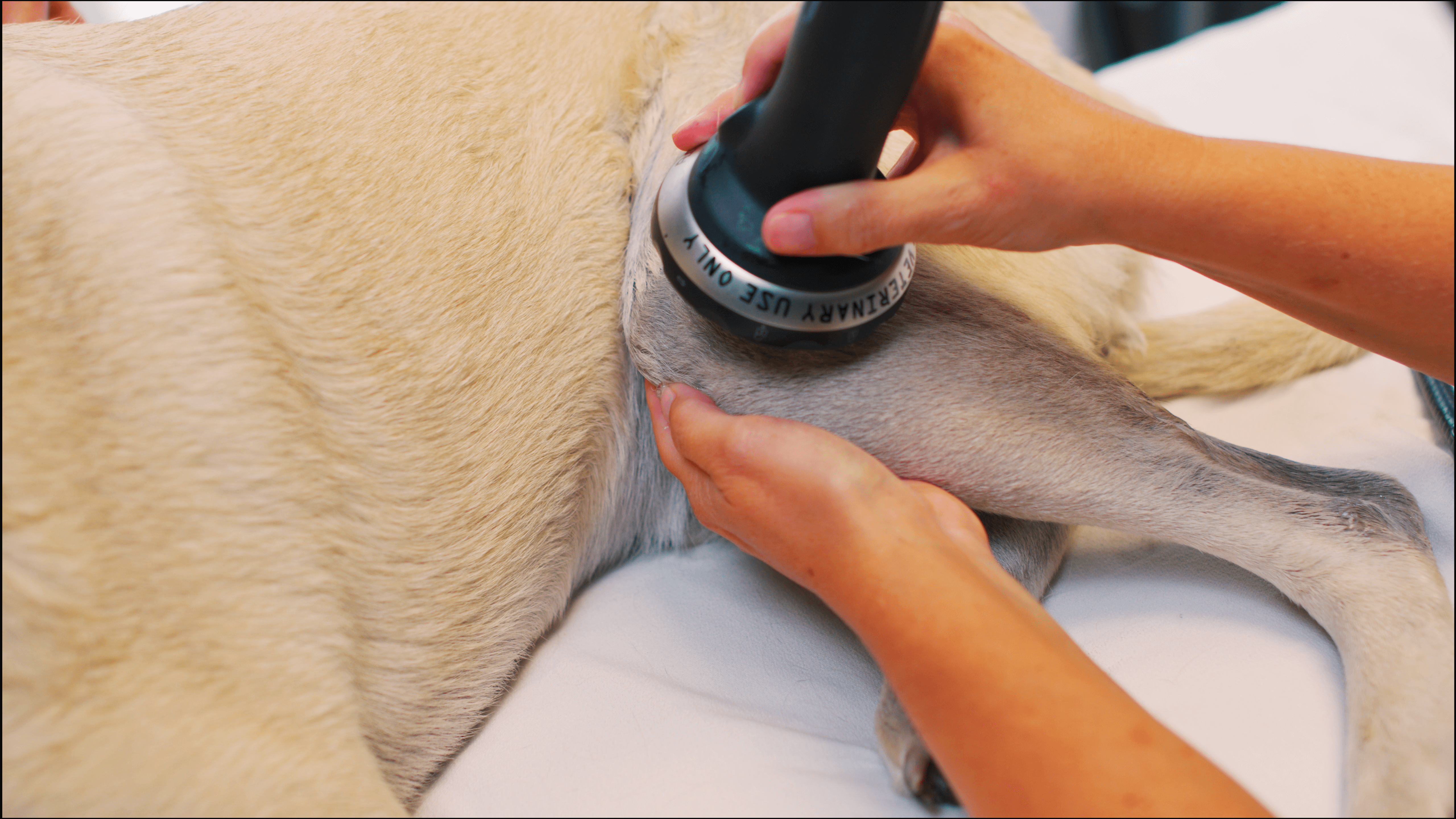 y Janice Huntingford, DVM, DACVSMR, CVA, CVPP, MS-