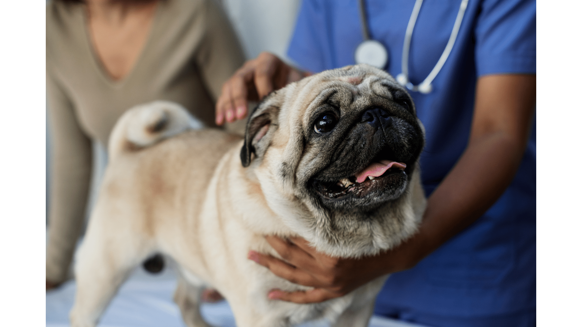 Pug exam