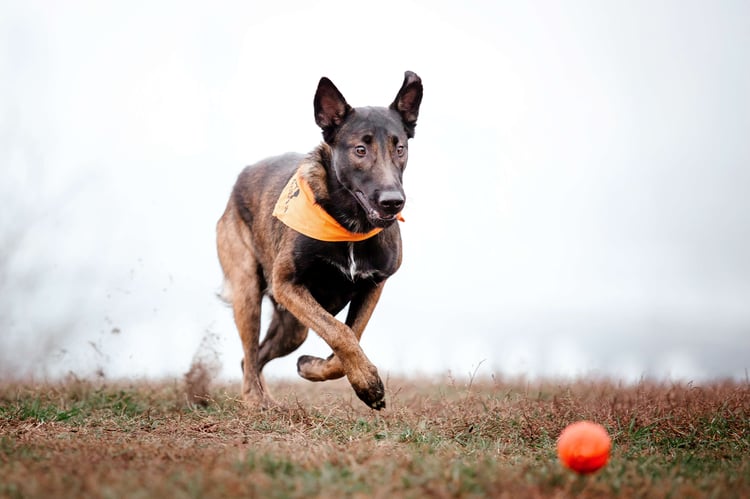 belgian-shepherd-malinois-on-a-walk-fall-autumn-2022-12-01-23-12-41-utc (1)