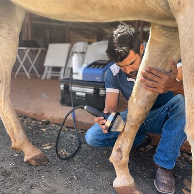 equine vet piezowave2