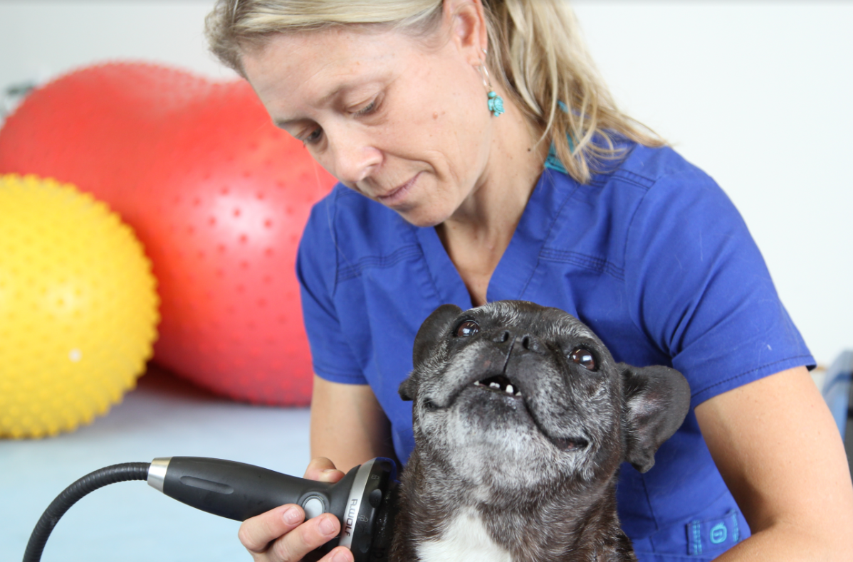 Dog Receiving PW2 Treatment