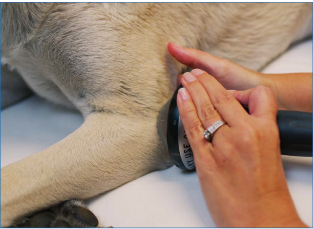 Canine Elbow Treatment