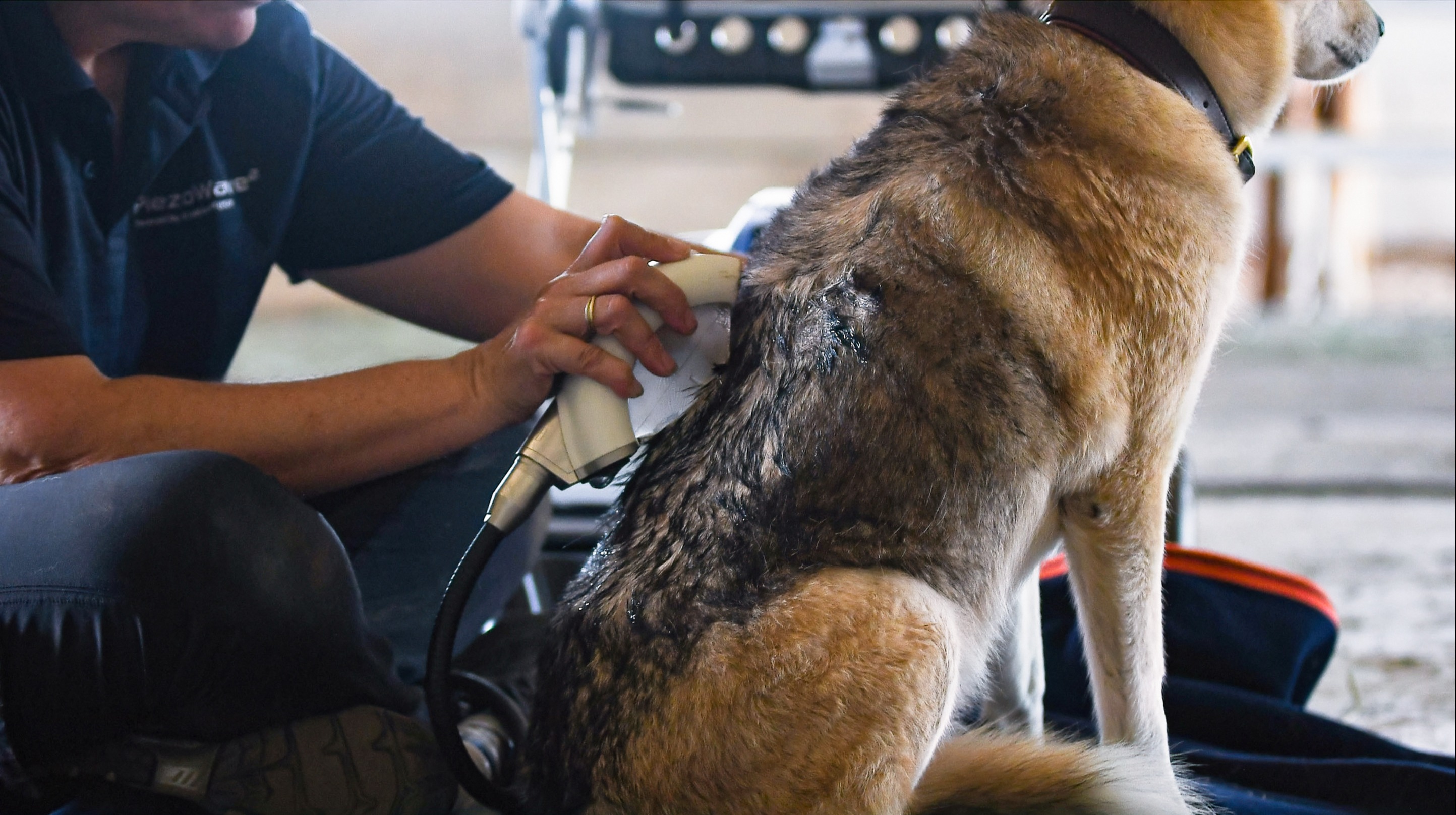 German Shepard with linear source